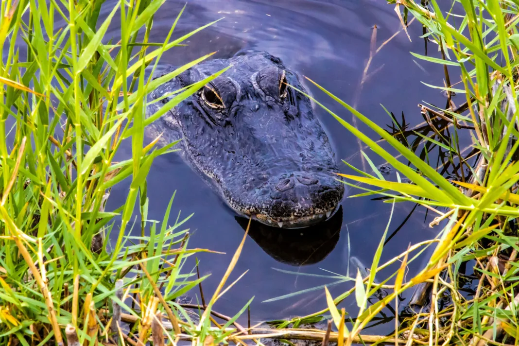 Alerta Florida: investigadores explican por qué aumentan los ataques de caimanes