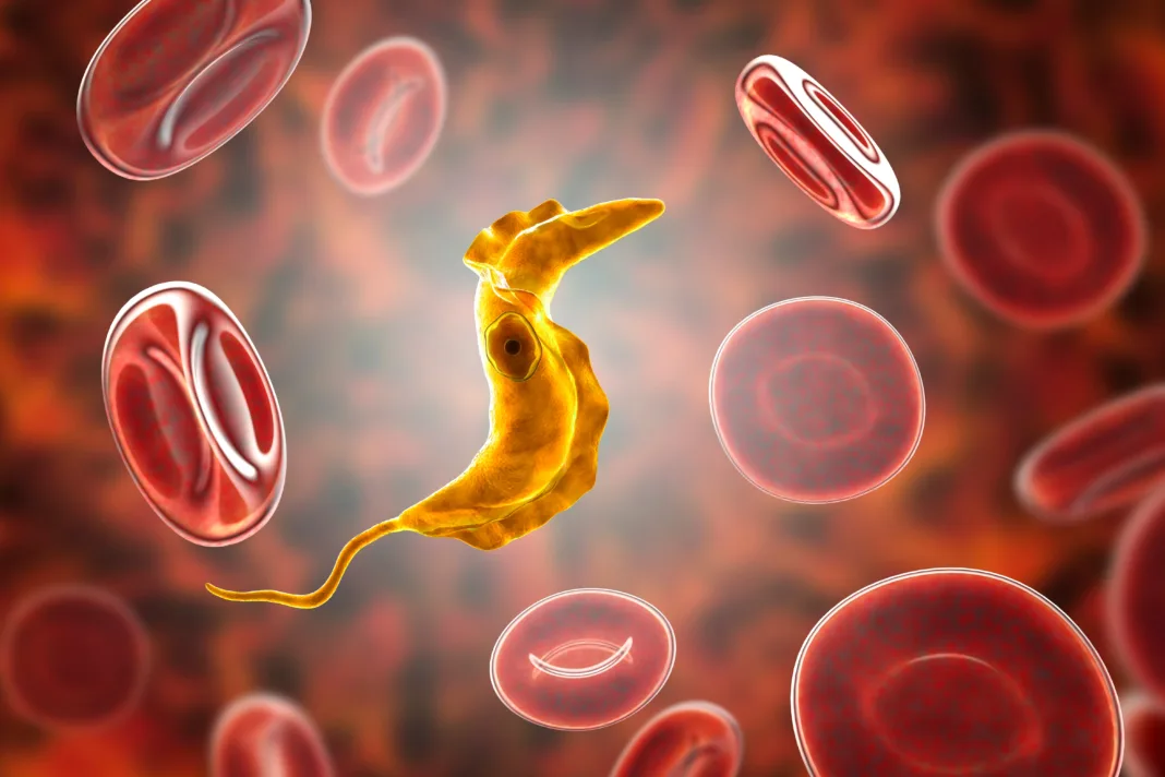 Texas A&M lidera estudio innovador sobre la enfermedad de Chagas