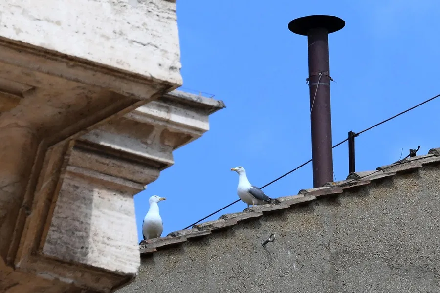 gaviotas toman el Vaticano