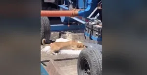 Perrito se acuesta sobre el hielo de una máquina en medio de intensa ola de calor