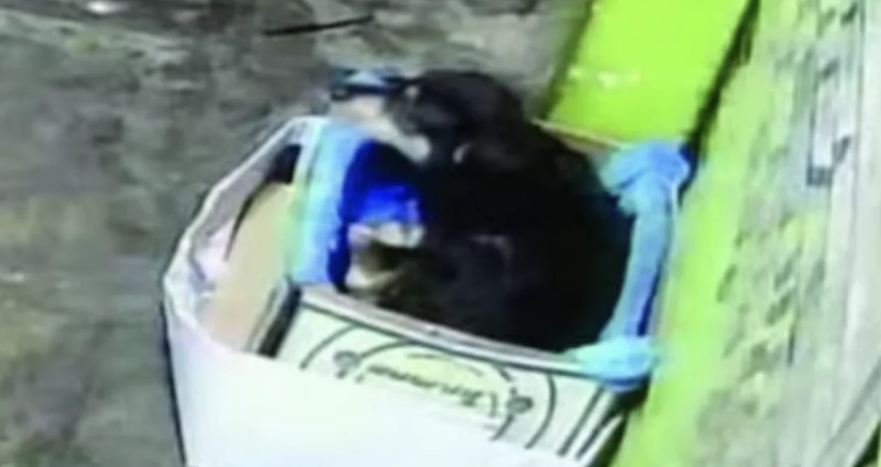 Perrito es adoptado tras video viral: Todo sobre la historia de Blacky