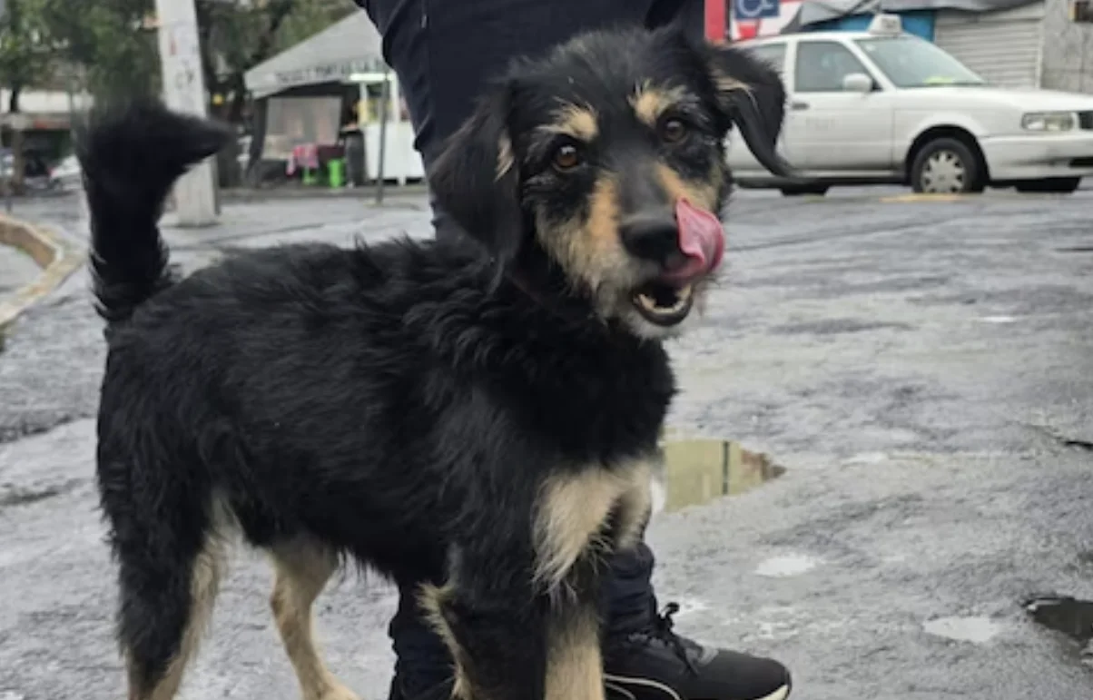 Perrito es adoptado tras video viral: Todo sobre la historia de Blacky