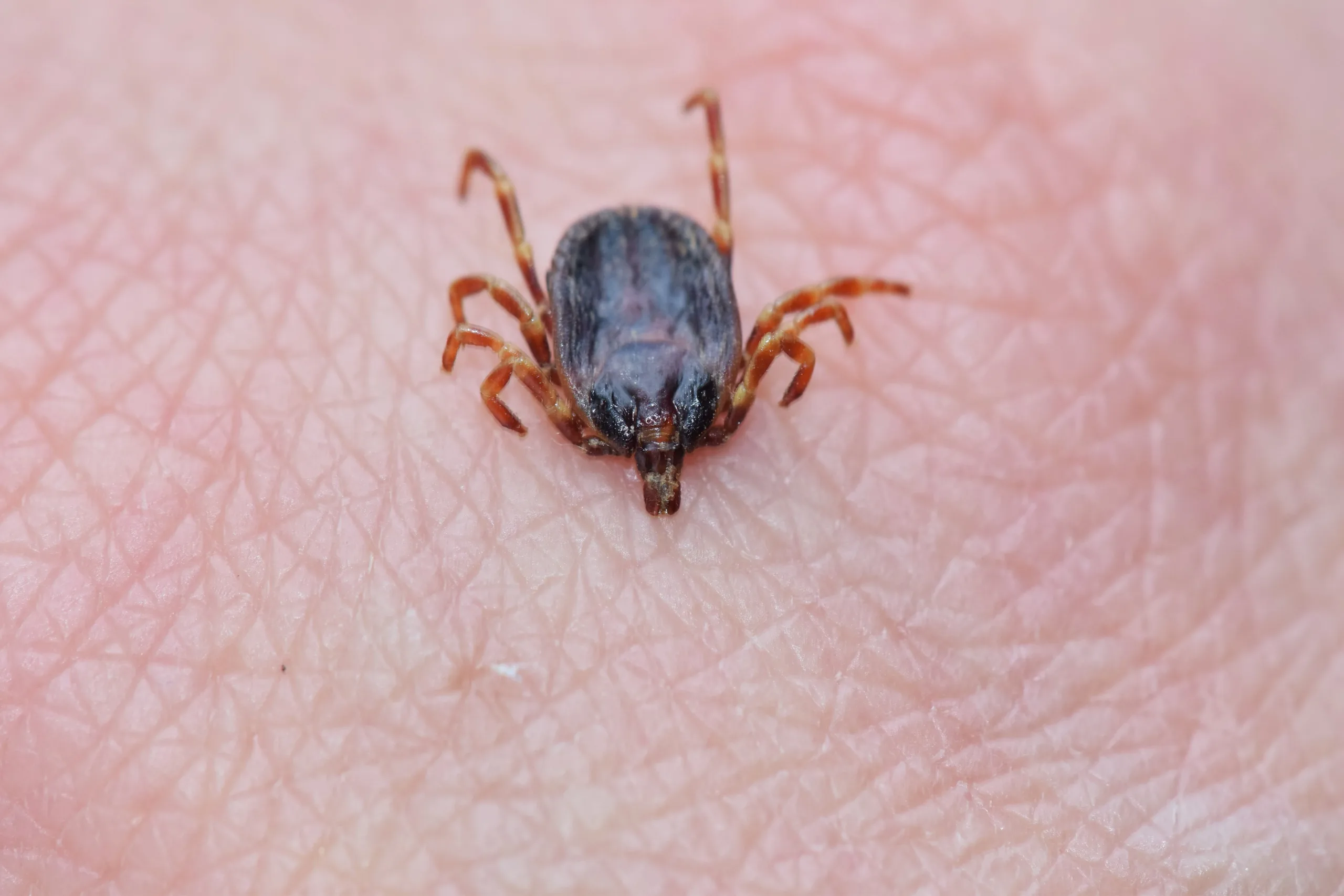 Garrapatas invaden nuevas zonas de EE.UU.: Esto debes saber