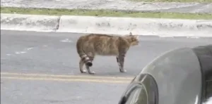 Temor en Monterrey: Puma desnutrido es visto mientras casaba un gato doméstico