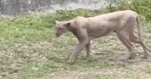 Temor en Monterrey: Puma desnutrido es visto mientras casaba un gato doméstico