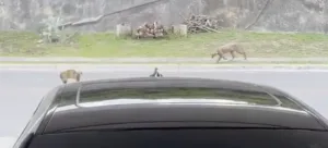Temor en Monterrey: Puma desnutrido es visto mientras casaba un gato doméstico