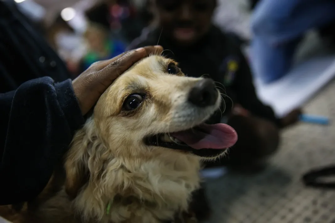 ¿Qué pasa con tus mascotas si ICE te detiene?
