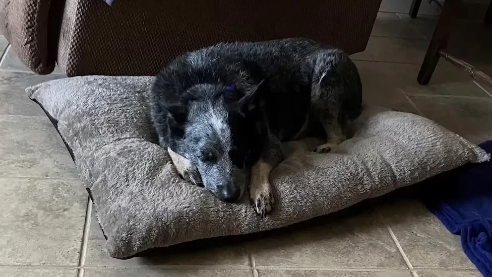 Perro sobrevive a inundaciones refugiado en una lavadora
